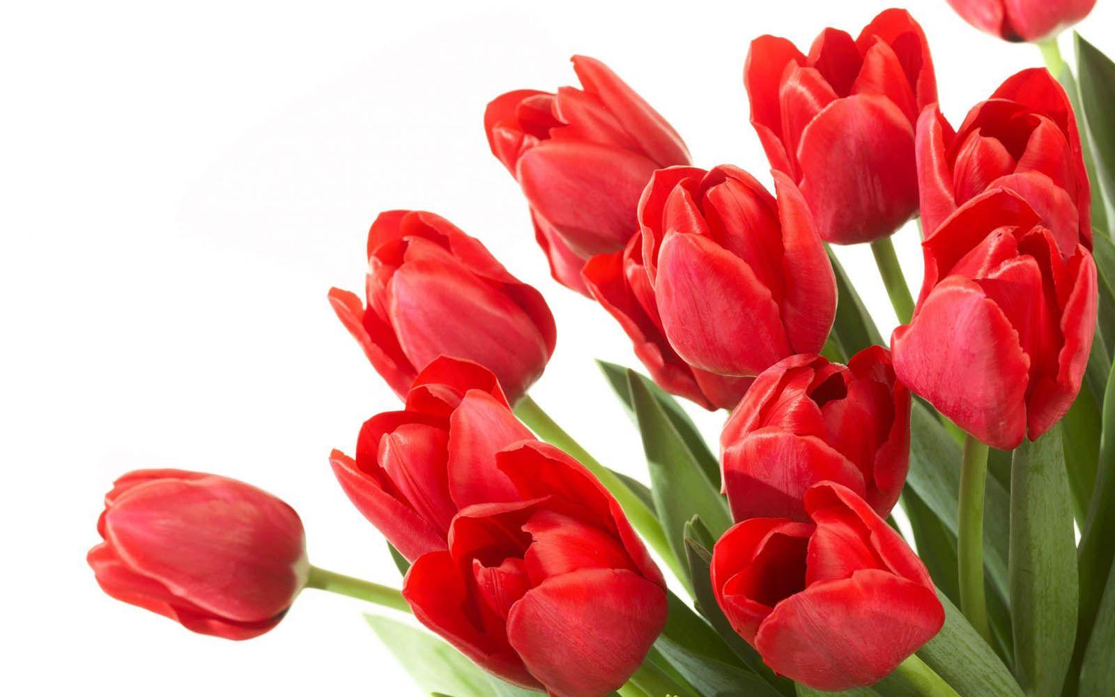 Red Tulip Wallpapers Wallpaper Cave