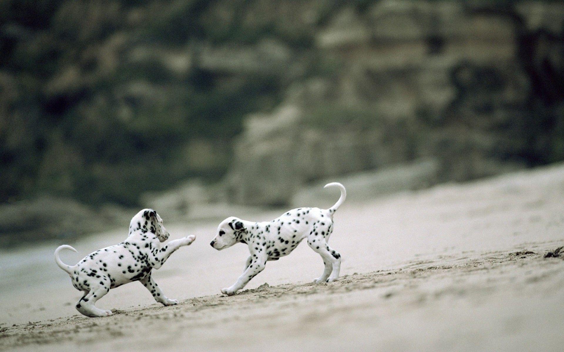 Dalmatian Wallpapers Wallpaper Cave