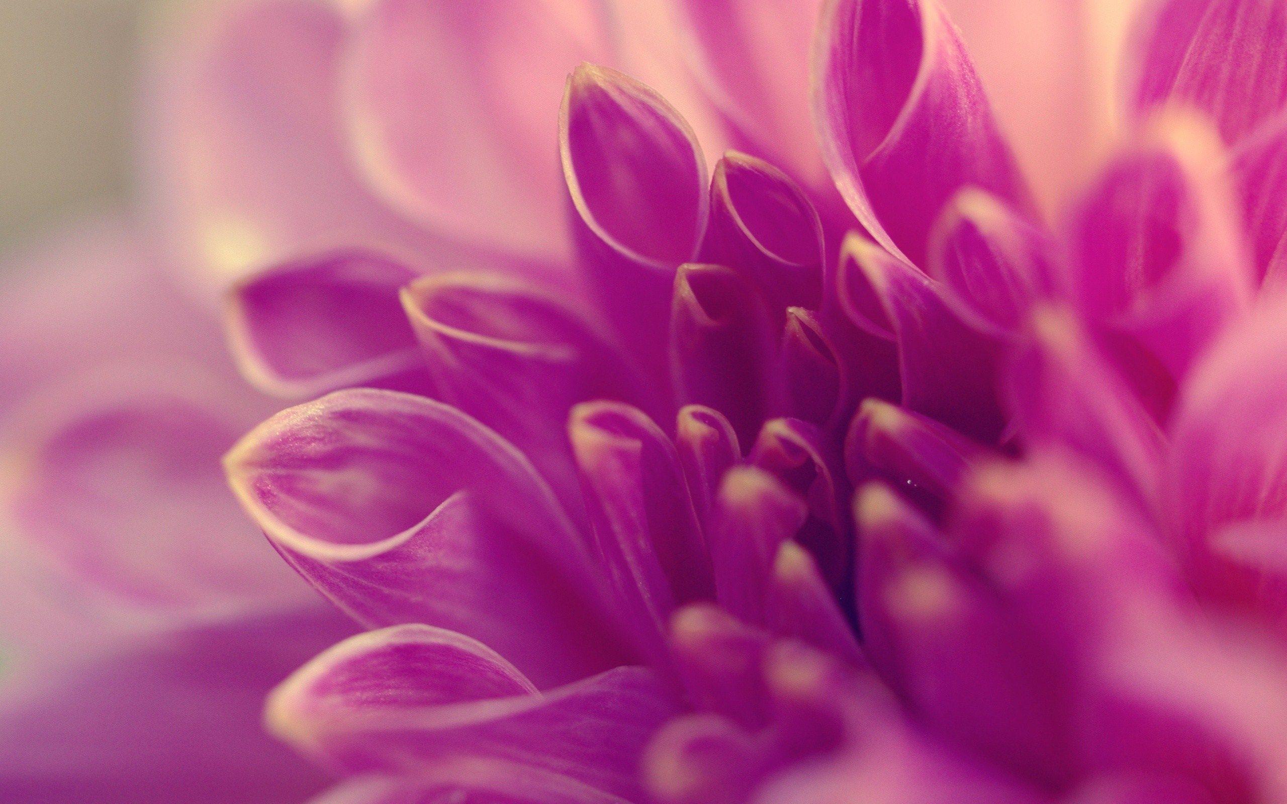 Purple Flower Backgrounds Wallpaper Cave