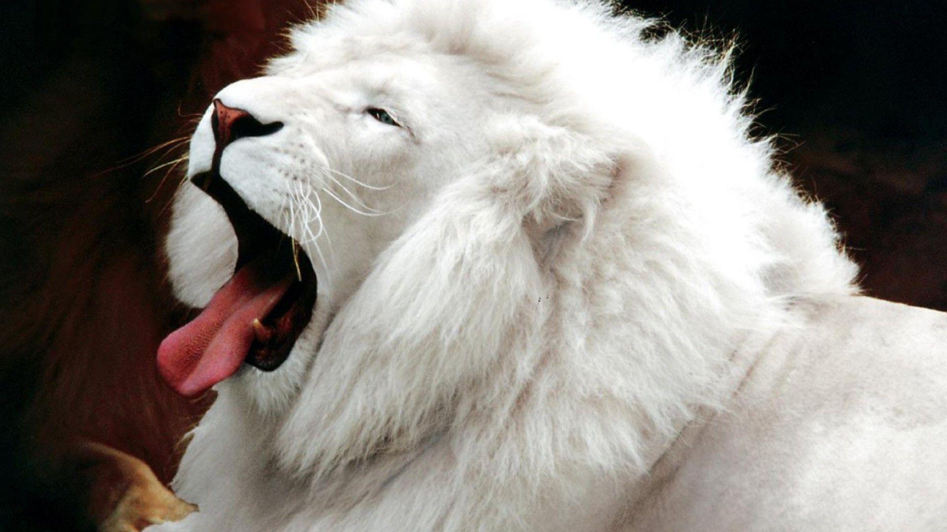 White Lion Wallpapers Wallpaper Cave