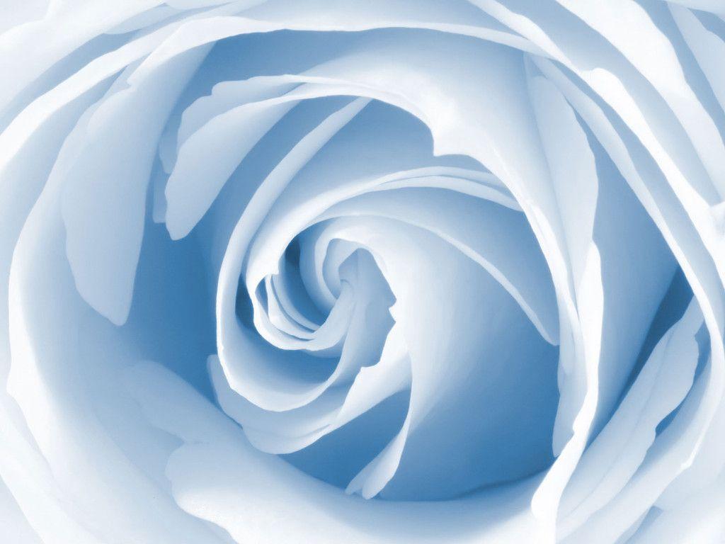 Free Blue Rose Wallpapers Wallpaper Cave