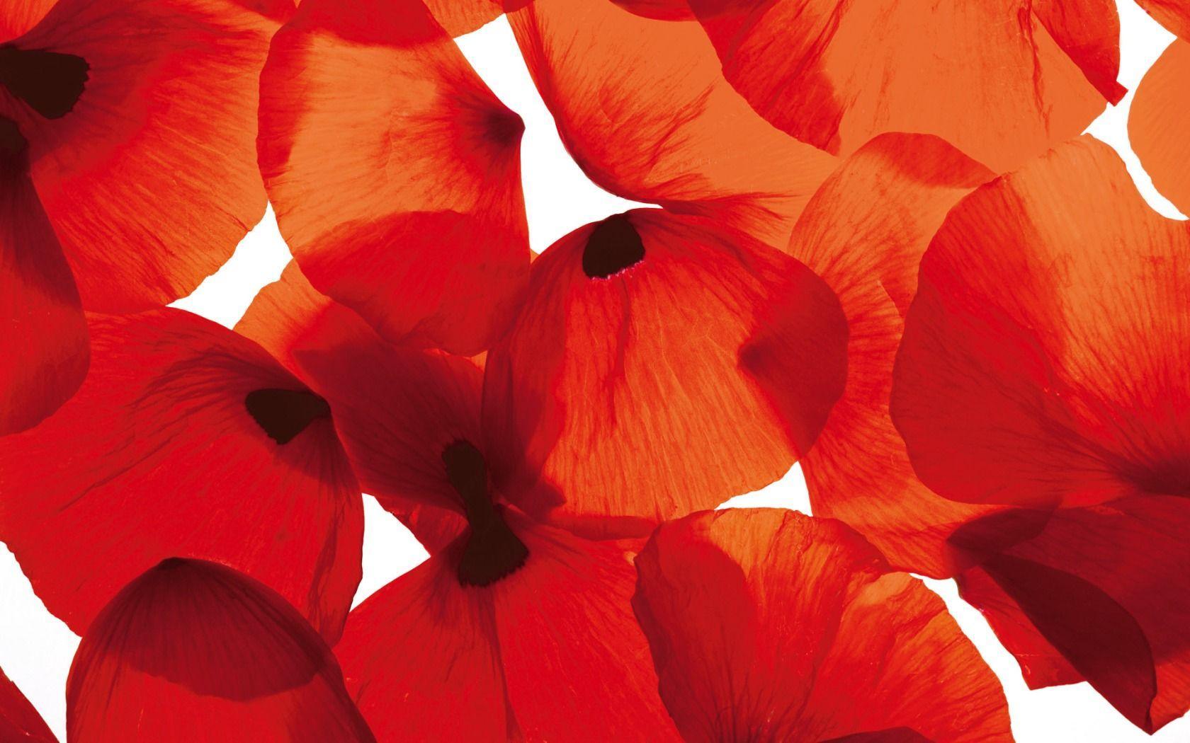 Red Poppy Wallpapers Wallpaper Cave