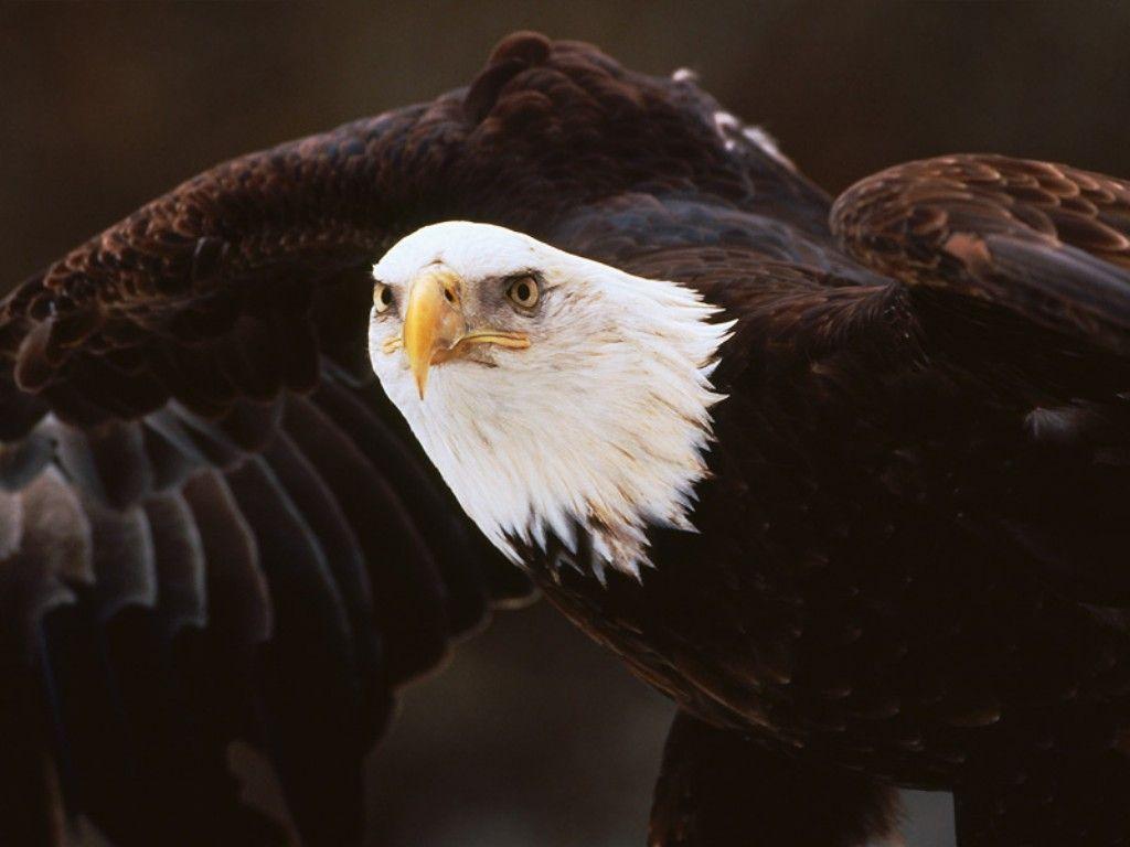 Bald Eagle Desktop Wallpapers Wallpaper Cave