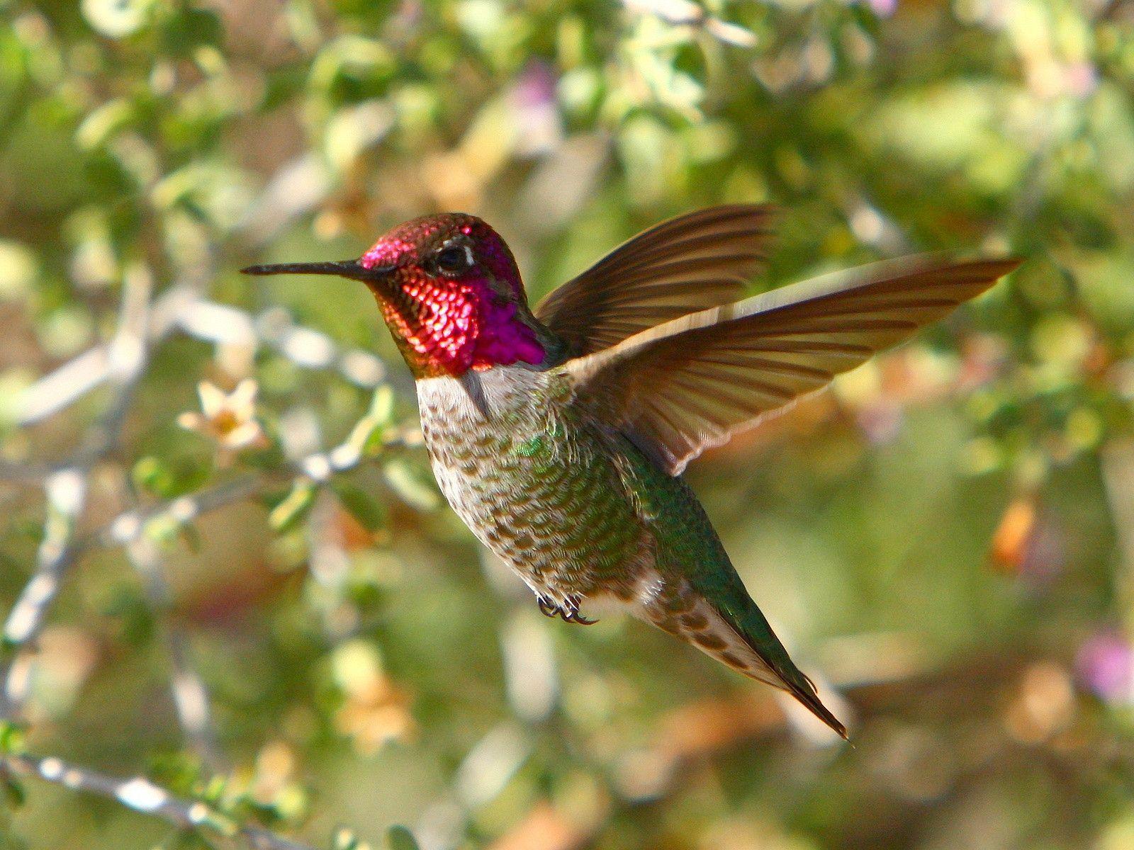 Hummingbirds Wallpapers Wallpaper Cave