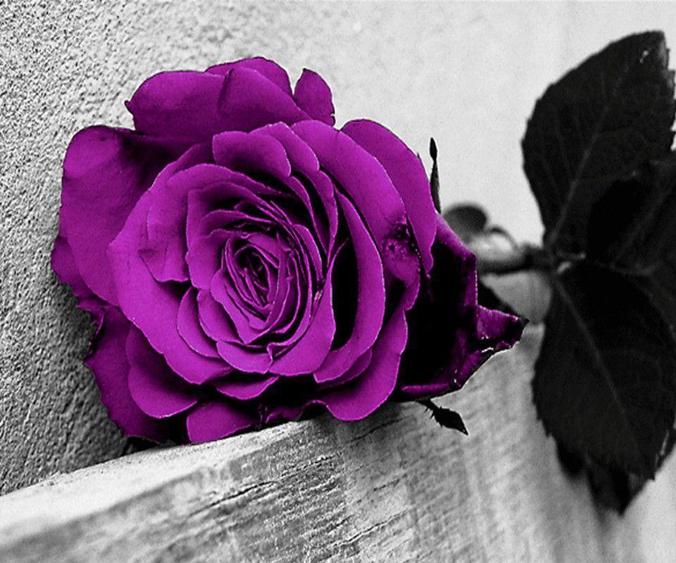 Purple Rose Wallpapers Wallpaper Cave