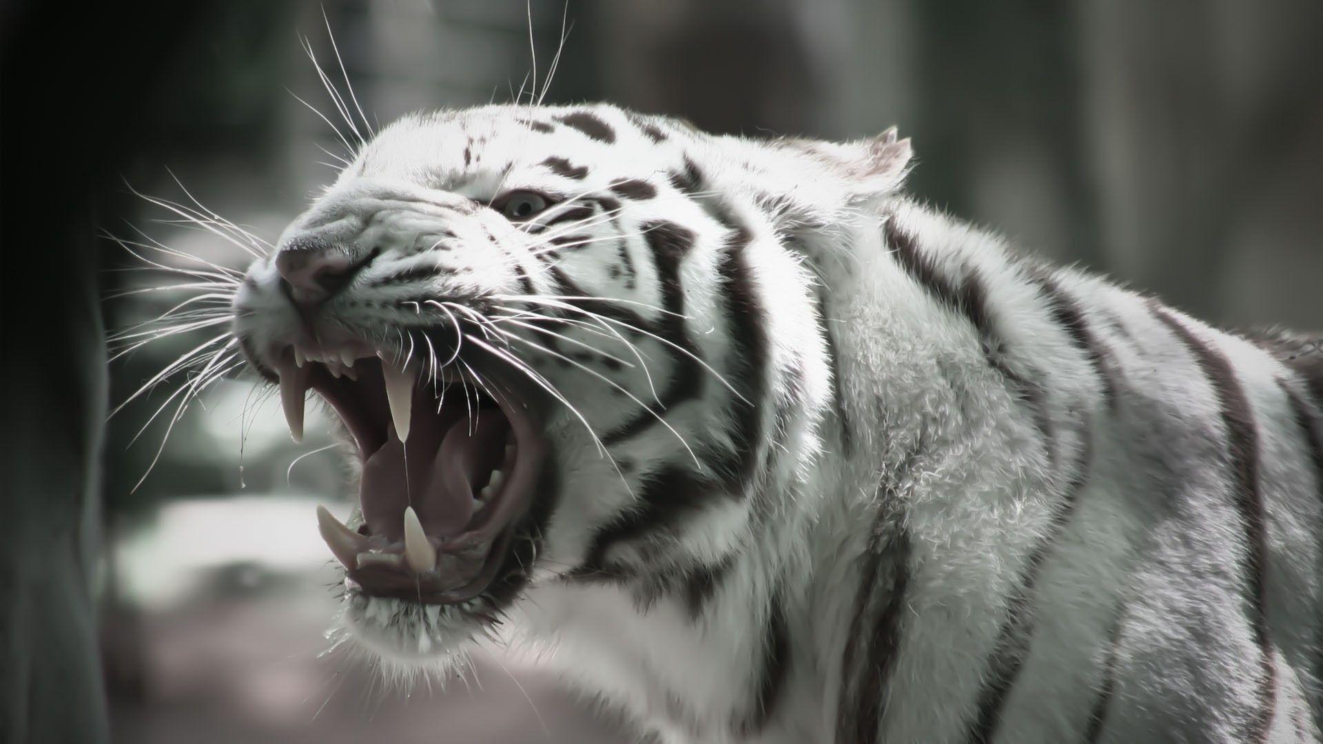 White Tiger Wallpapers Wallpaper Cave