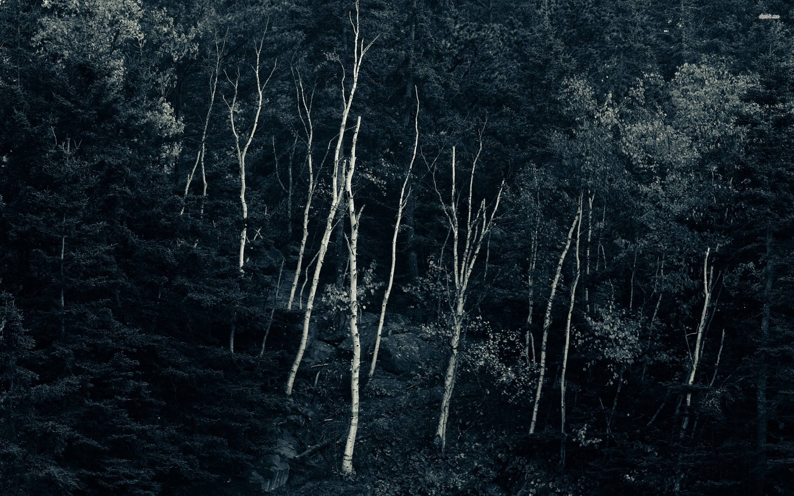 Dark Woods Wallpapers Wallpaper Cave