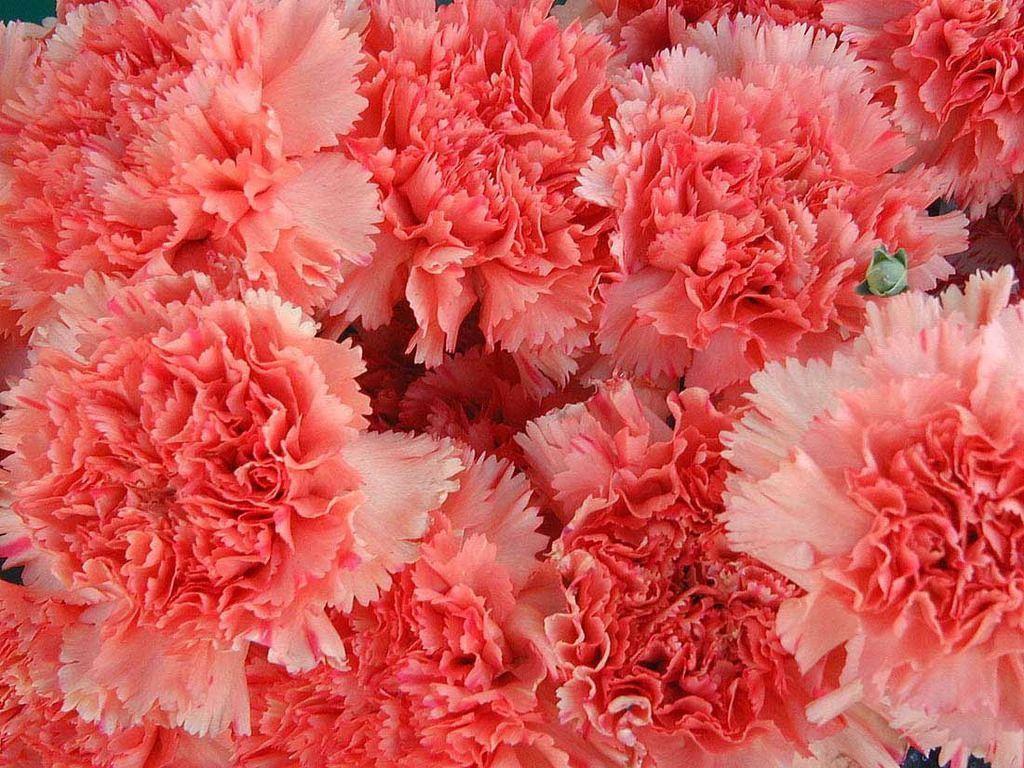 Carnation Wallpapers Wallpaper Cave