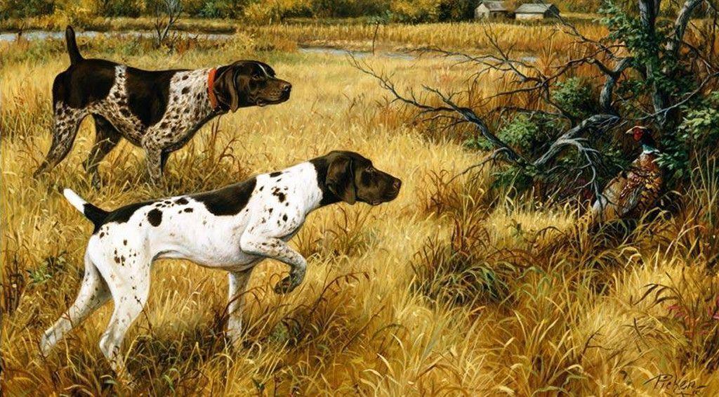 Pheasant Wallpapers Wallpaper Cave