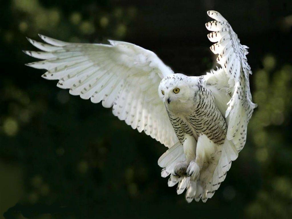 White Owl Wallpapers Wallpaper Cave
