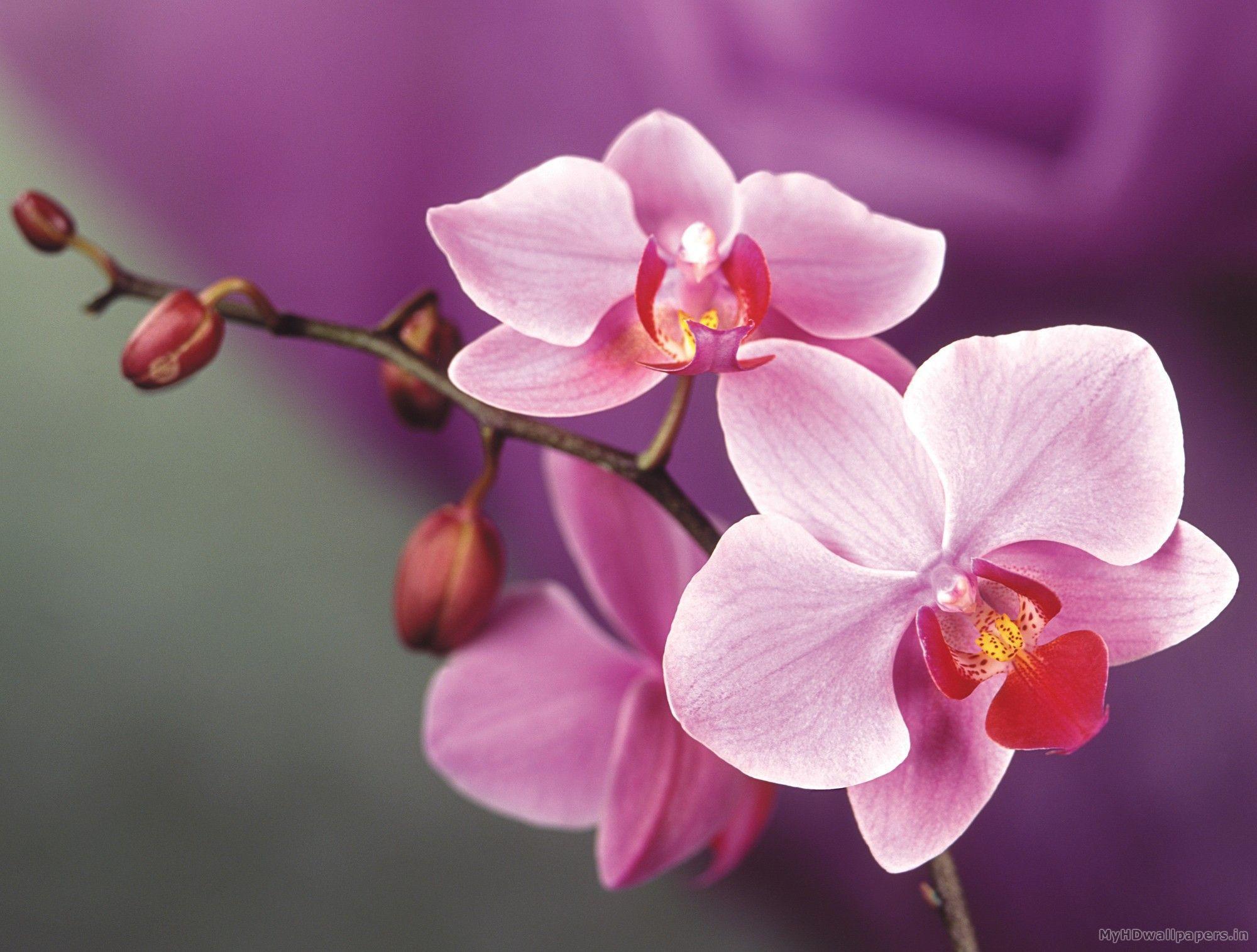 Orchid Wallpapers Wallpaper Cave