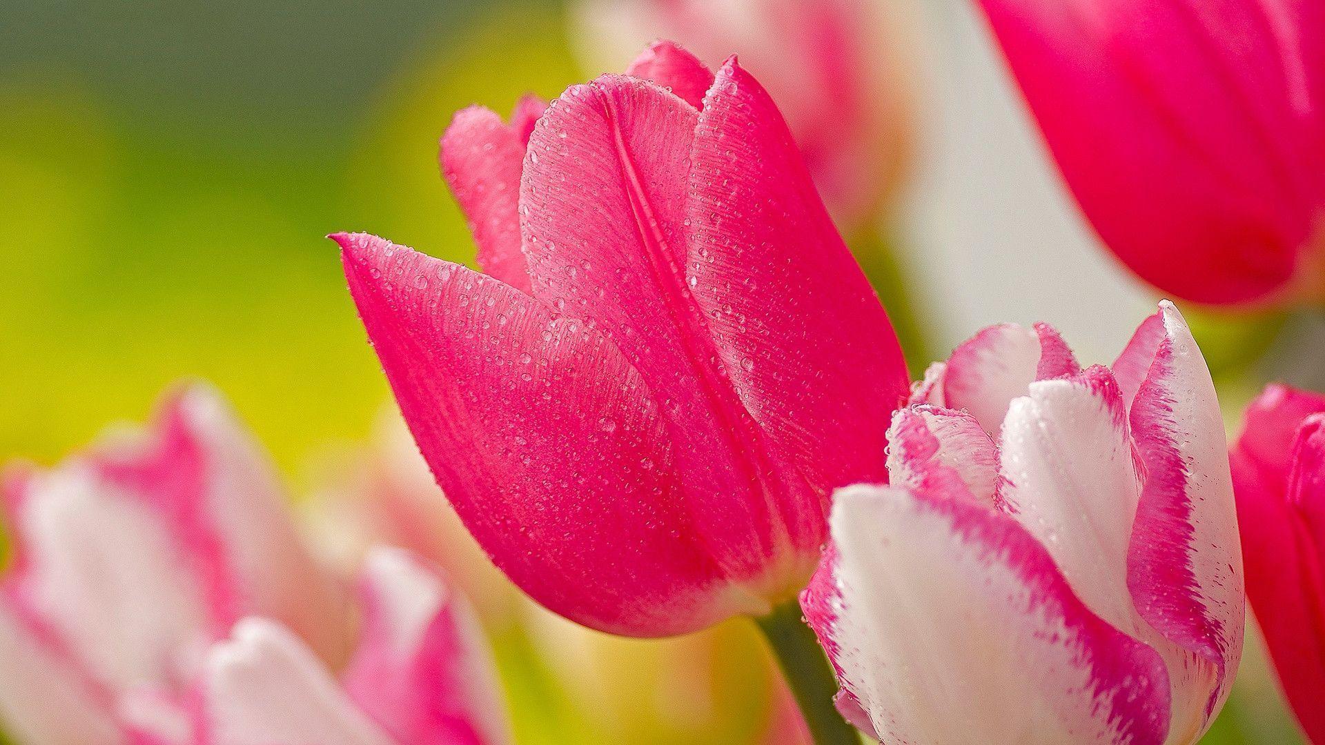 Pink Tulips Wallpapers Wallpaper Cave
