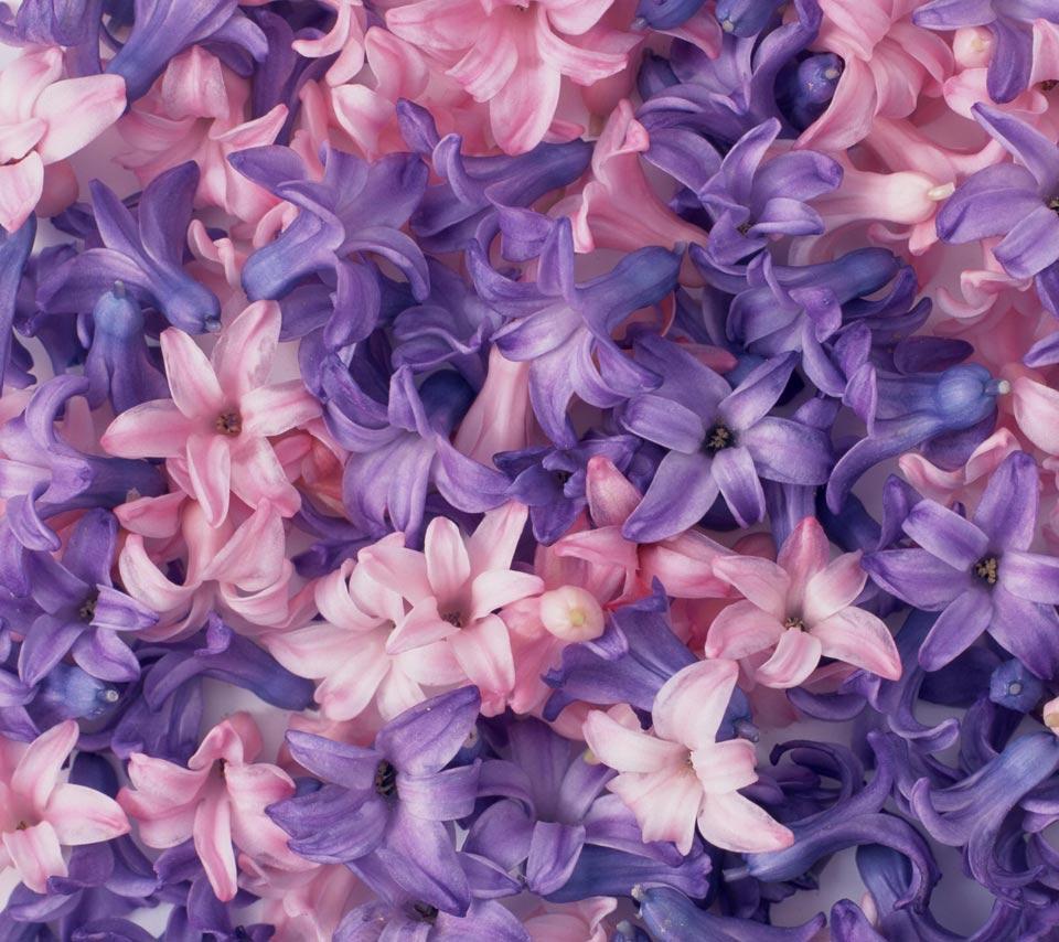 Pink And Purple Flower Backgrounds Wallpaper Cave