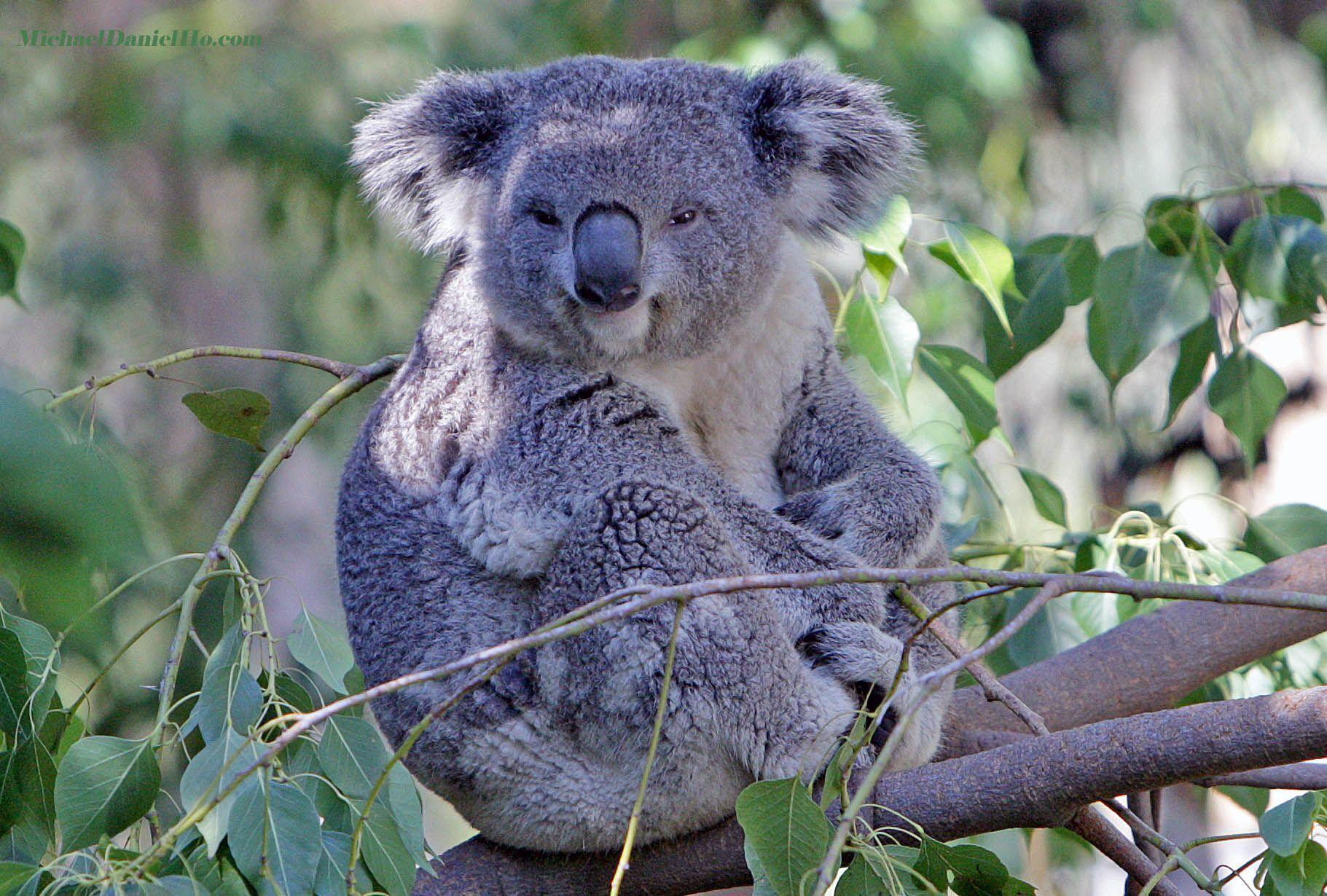 Koala Bear Wallpapers Wallpaper Cave