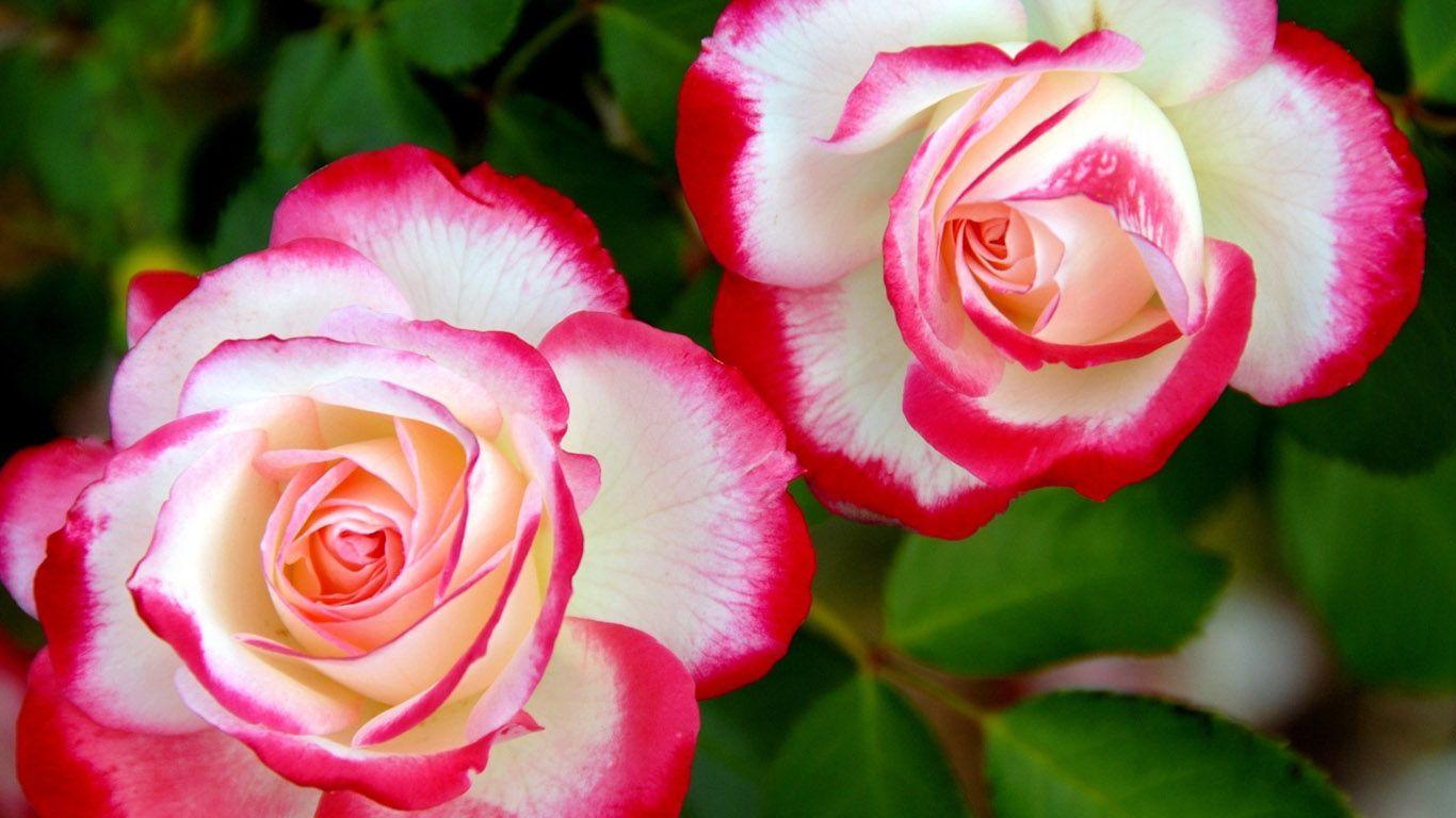 Roses Wallpapers For Desktop Wallpaper Cave