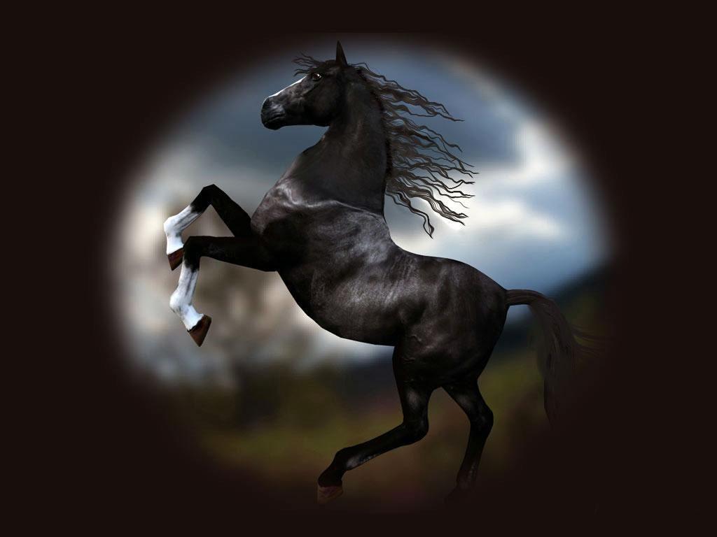 Black Horse Wallpapers Wallpaper Cave