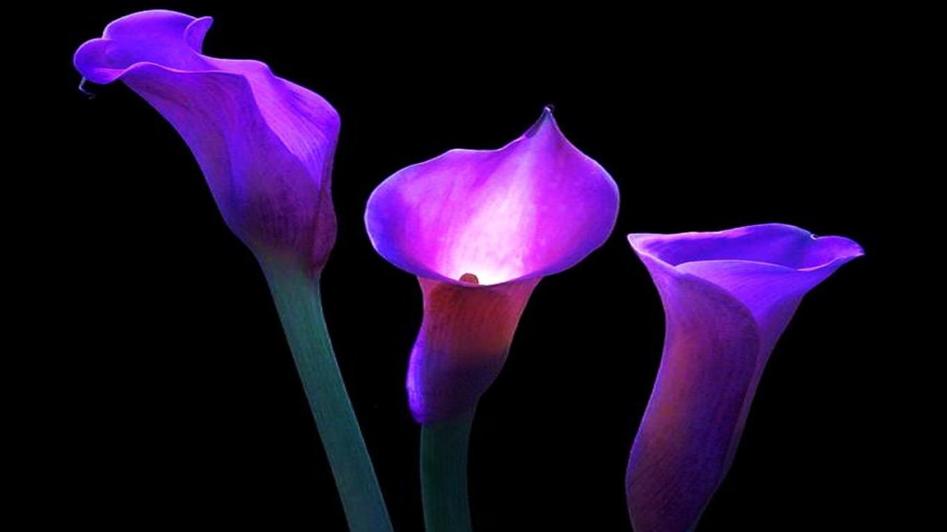 Calla Lily Wallpapers Wallpaper Cave