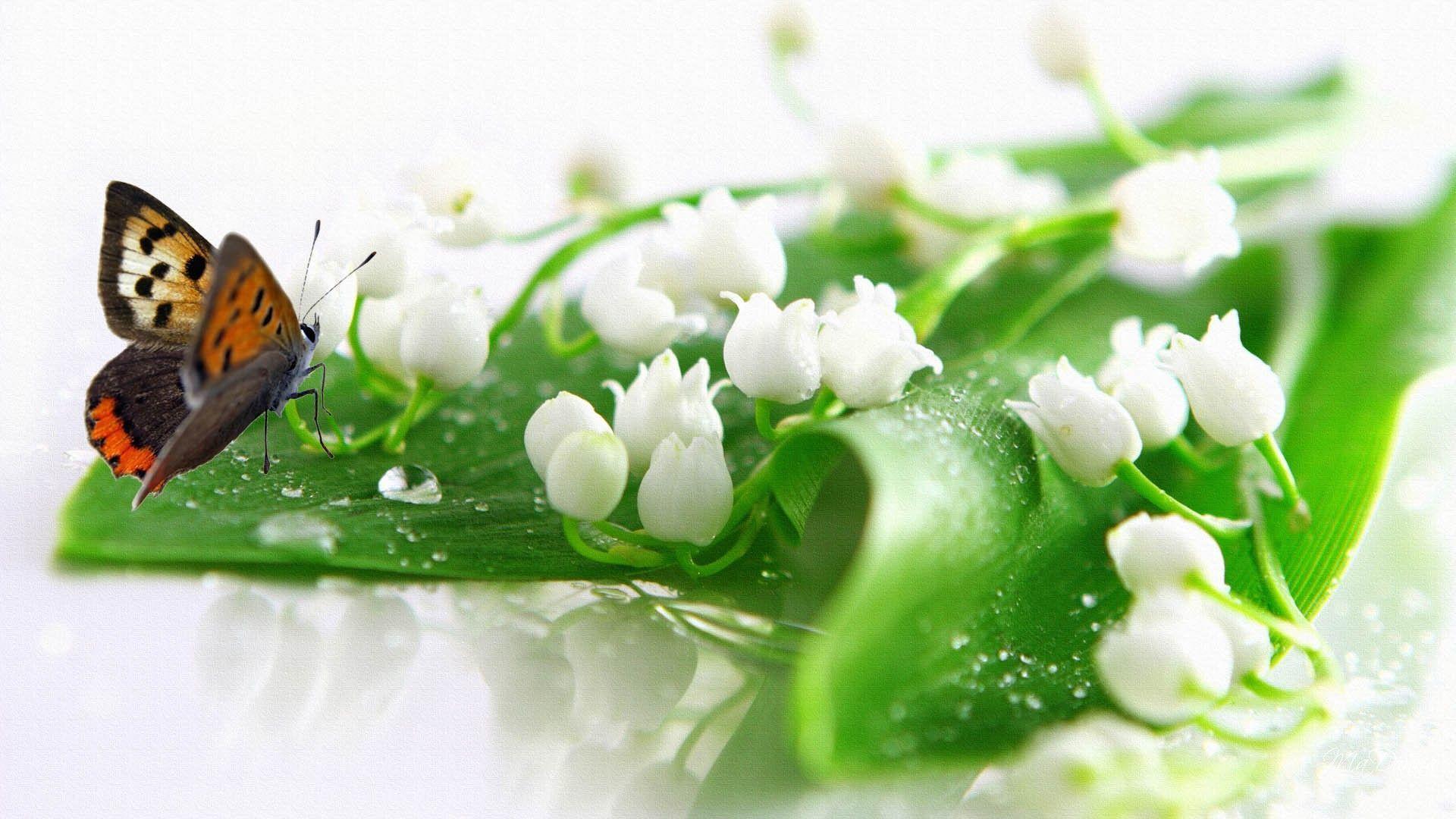 Lily Of The Valley Wallpapers Wallpaper Cave