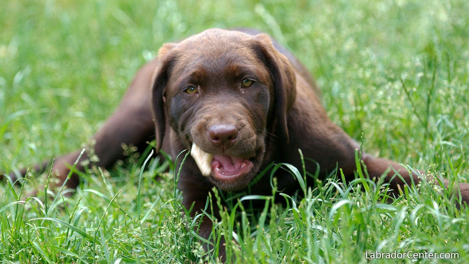Chocolate Lab Wallpapers Wallpaper Cave