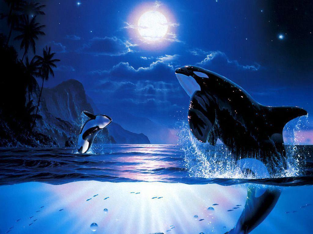 Killer Whales Wallpapers Wallpaper Cave