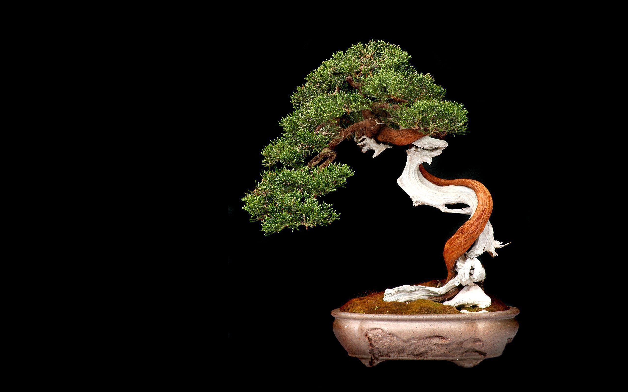 Bonsai Wallpapers Wallpaper Cave