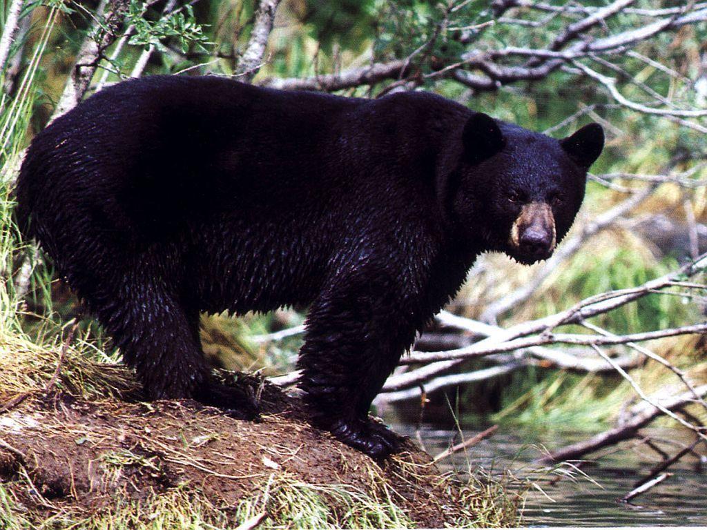 Black Bear Wallpapers Wallpaper Cave