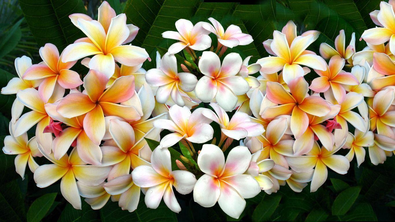 Frangipani Wallpapers Wallpaper Cave
