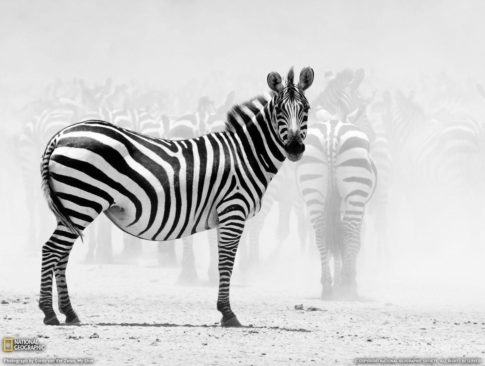 Zebra Desktop Wallpapers Wallpaper Cave