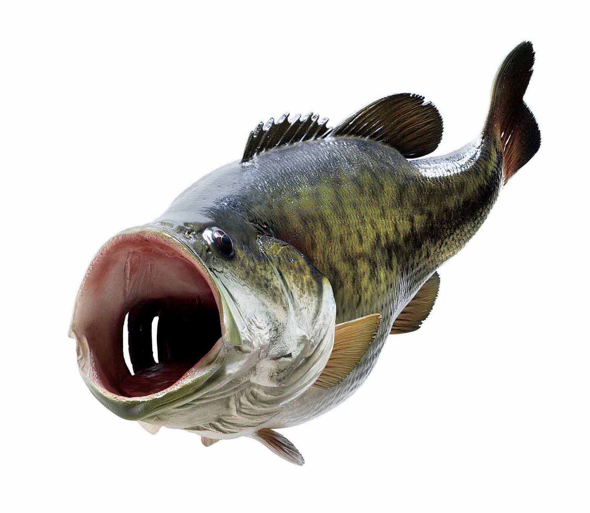 Largemouth Bass Wallpapers Wallpaper Cave