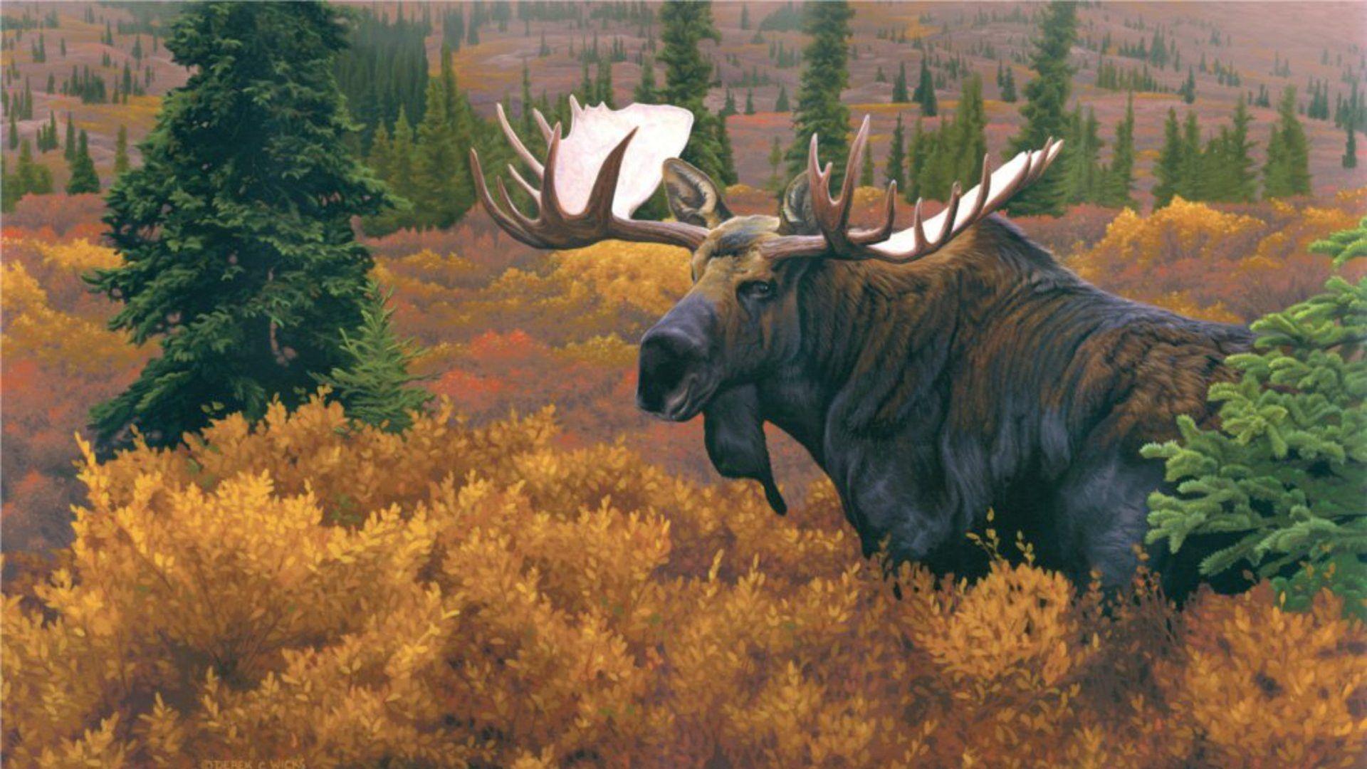 Moose Wallpapers Wallpaper Cave
