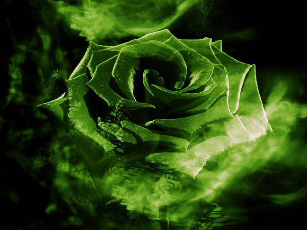 Green Rose Wallpapers Wallpaper Cave