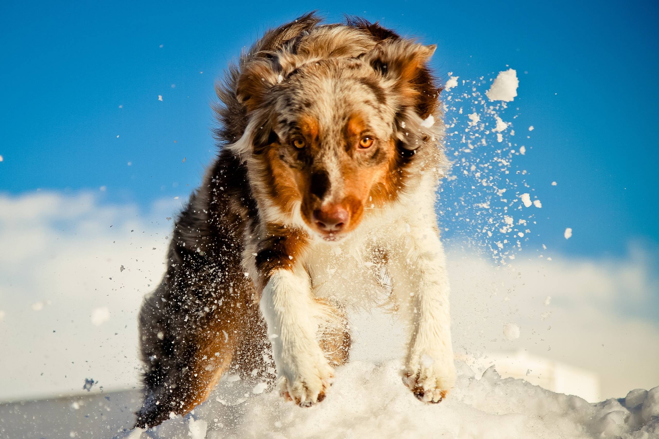 Australian Shepherd Wallpapers Wallpaper Cave