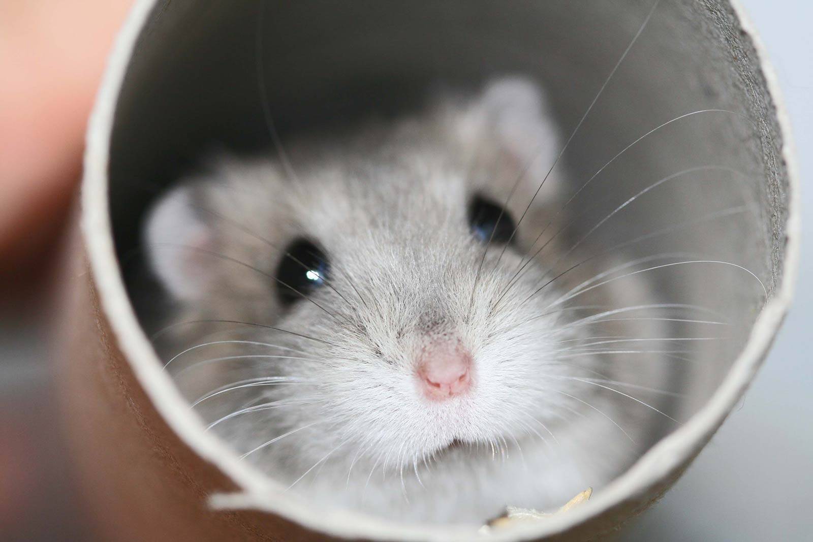 Hamster Wallpapers Wallpaper Cave
