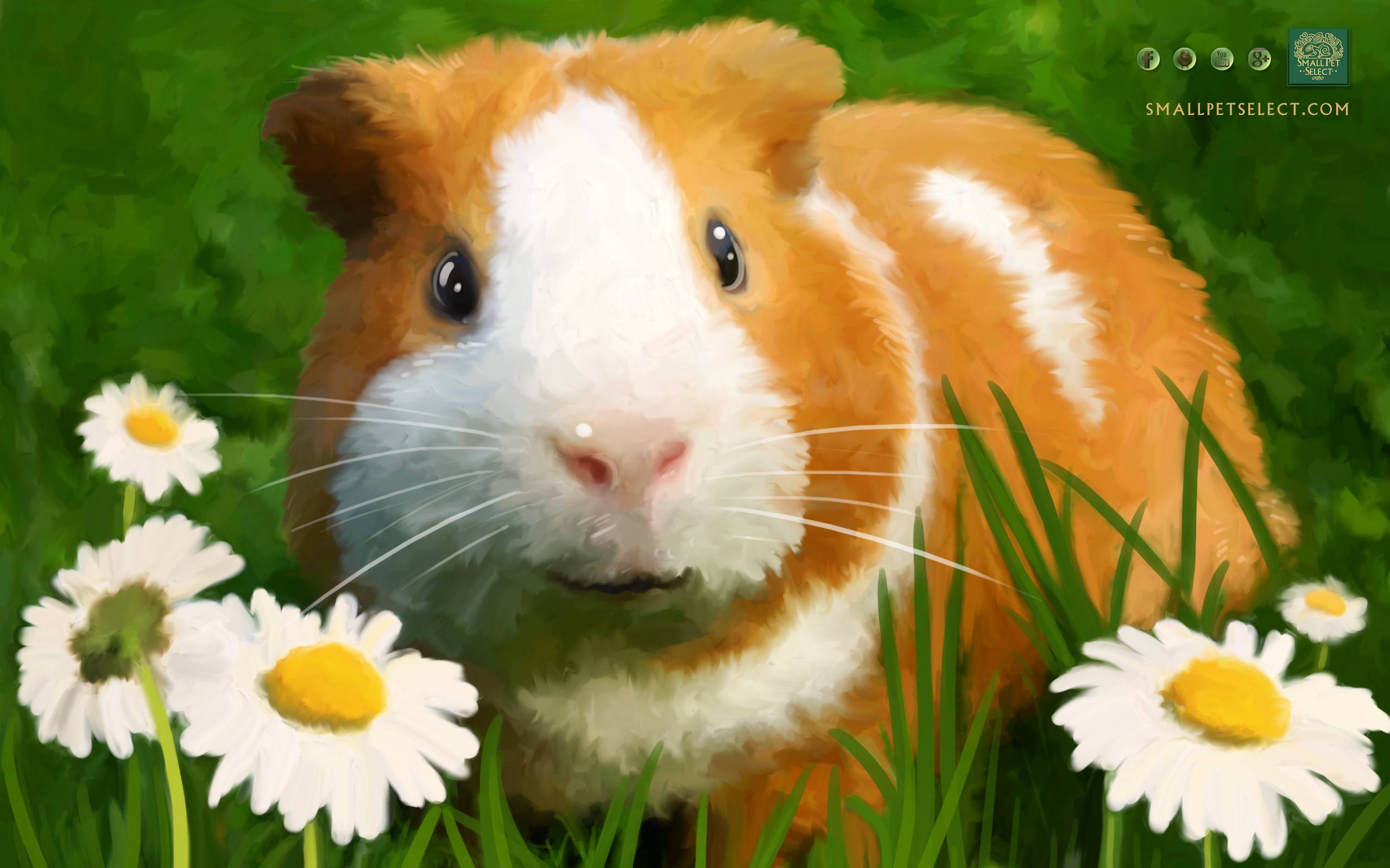 Guinea Pig Wallpapers Wallpaper Cave