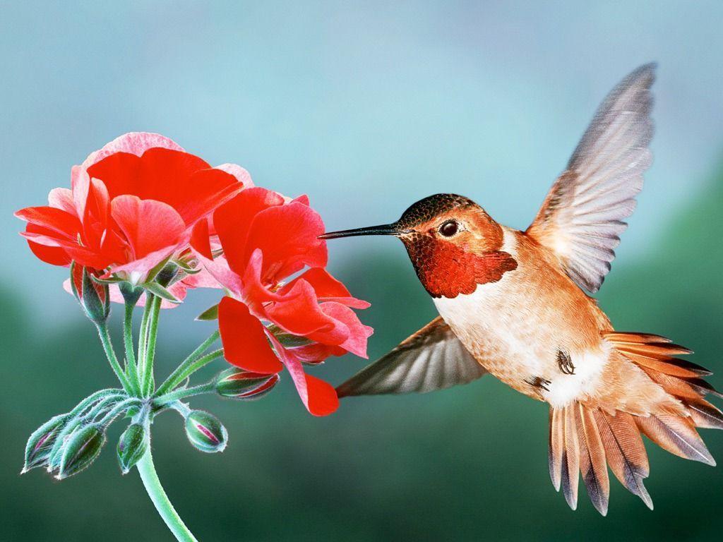 Hummingbird Wallpapers Wallpaper Cave