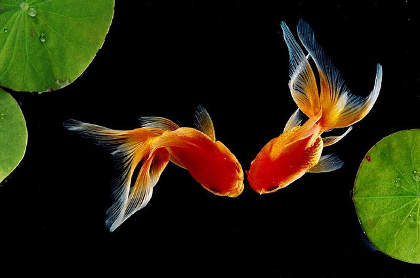 Gold Fish Wallpapers Wallpaper Cave