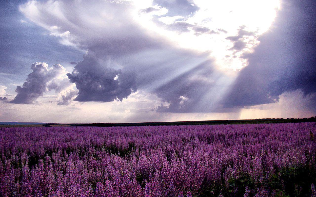 Lavender Wallpapers Wallpaper Cave