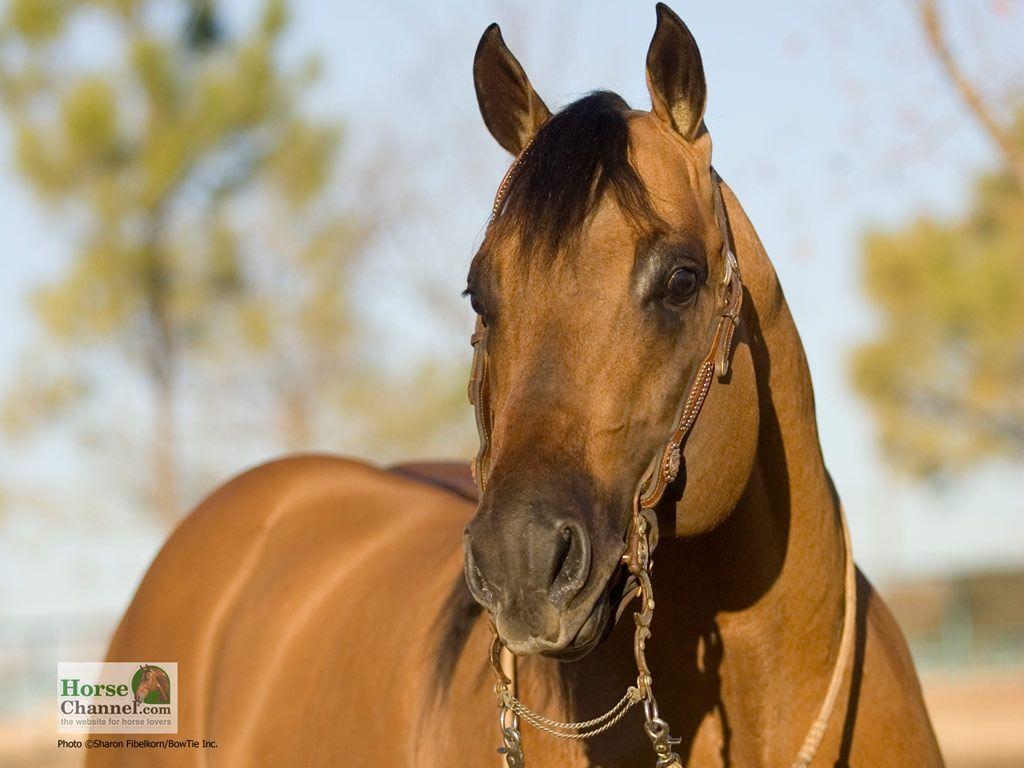 Quarter Horse Wallpapers Wallpaper Cave