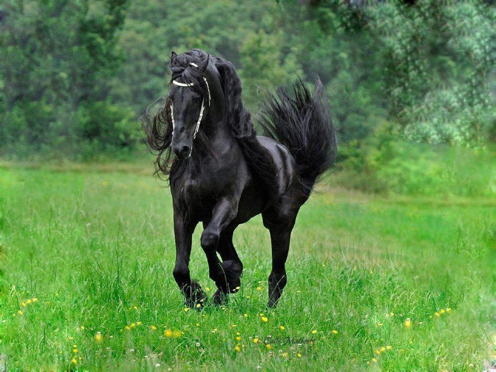 Black Horse Wallpapers Wallpaper Cave
