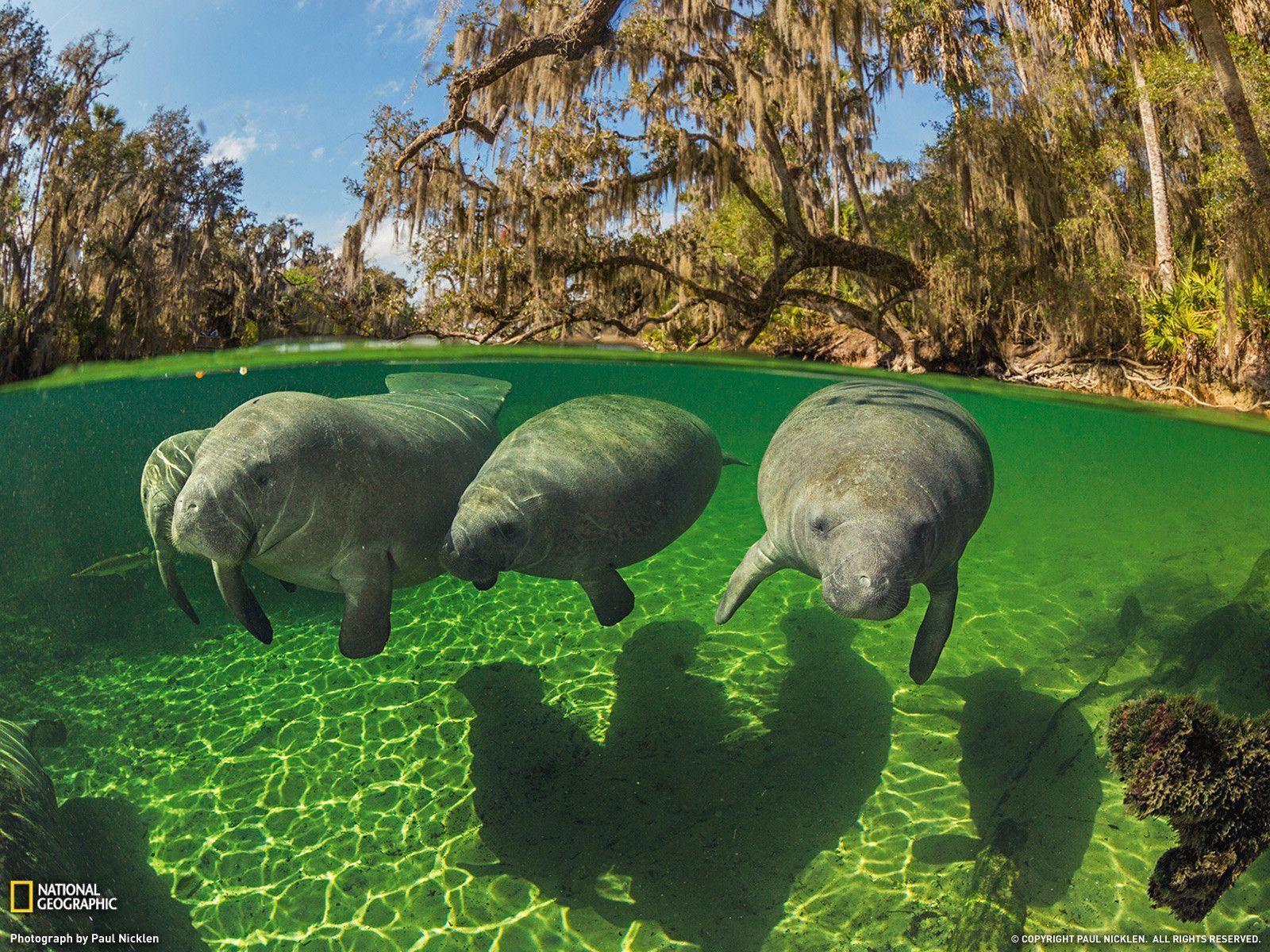 Manatee Wallpapers Wallpaper Cave