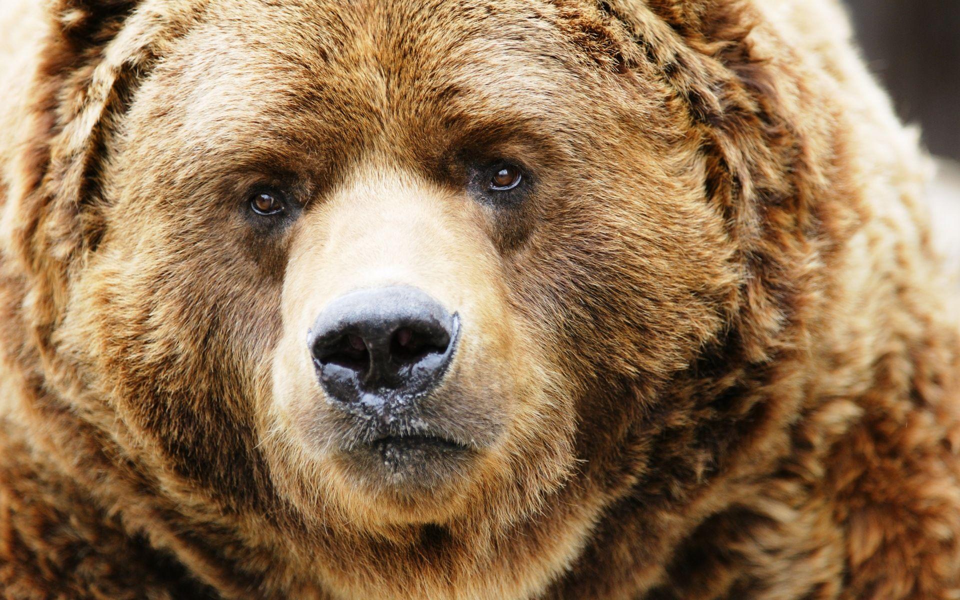 Brown Bear Wallpapers Wallpaper Cave