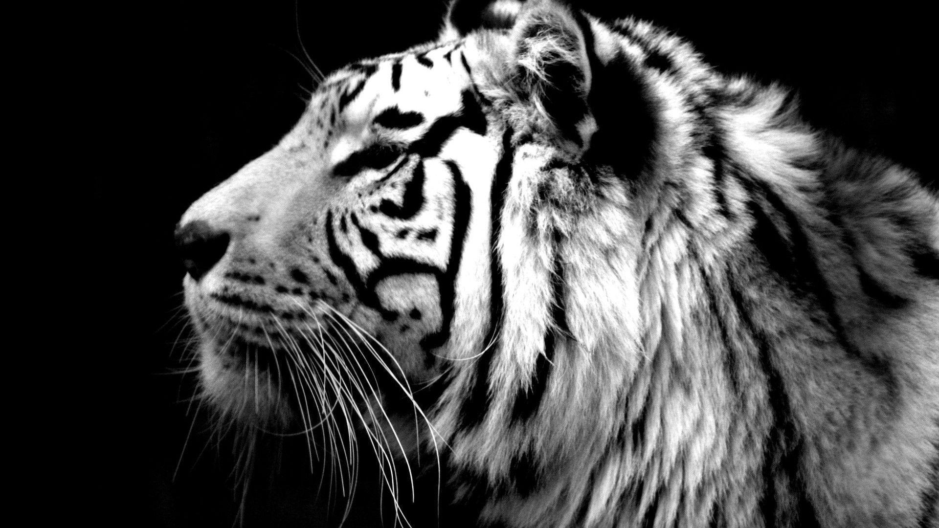 White Tiger Wallpapers HD Wallpaper Cave
