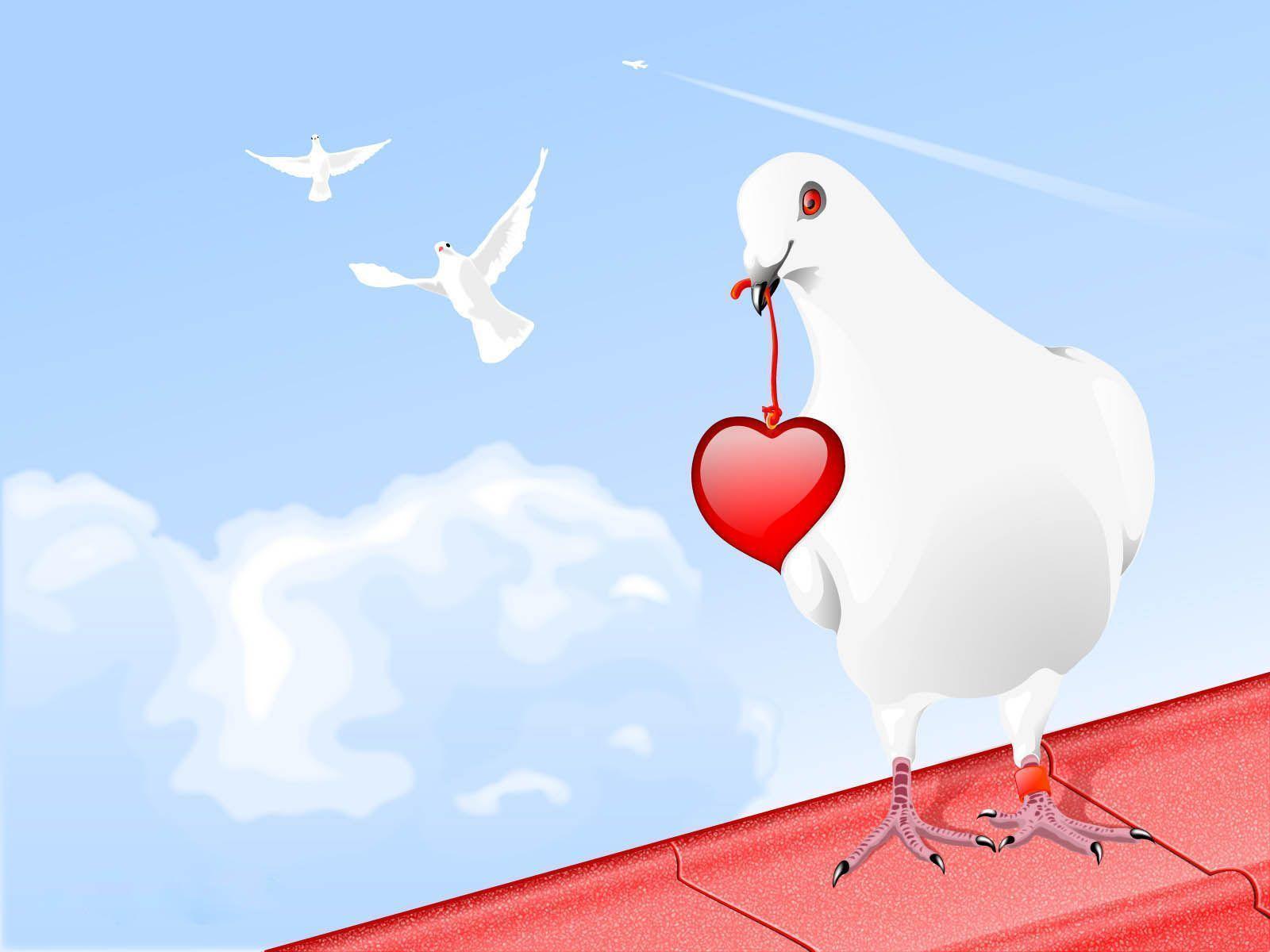White Dove Wallpapers Wallpaper Cave