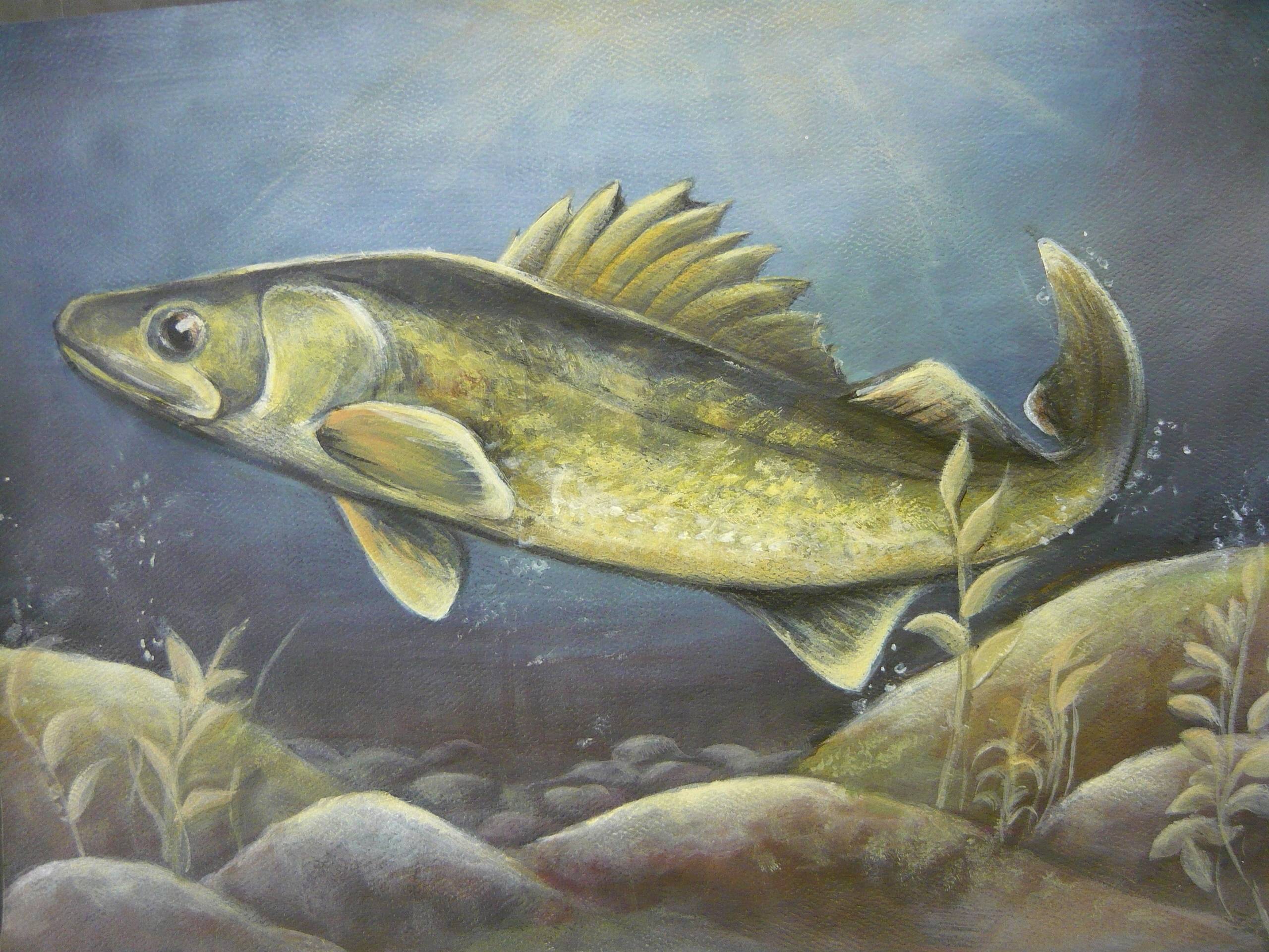 Walleye Wallpapers Wallpaper Cave
