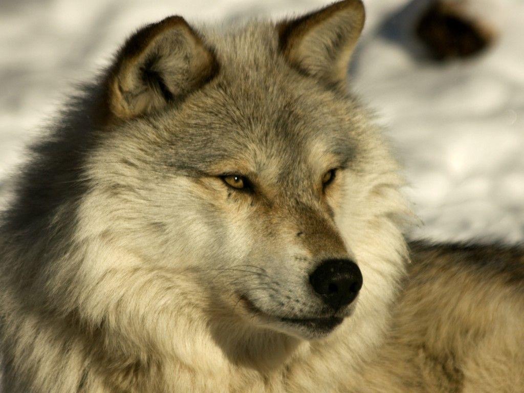 Gray Wolf Wallpapers Wallpaper Cave