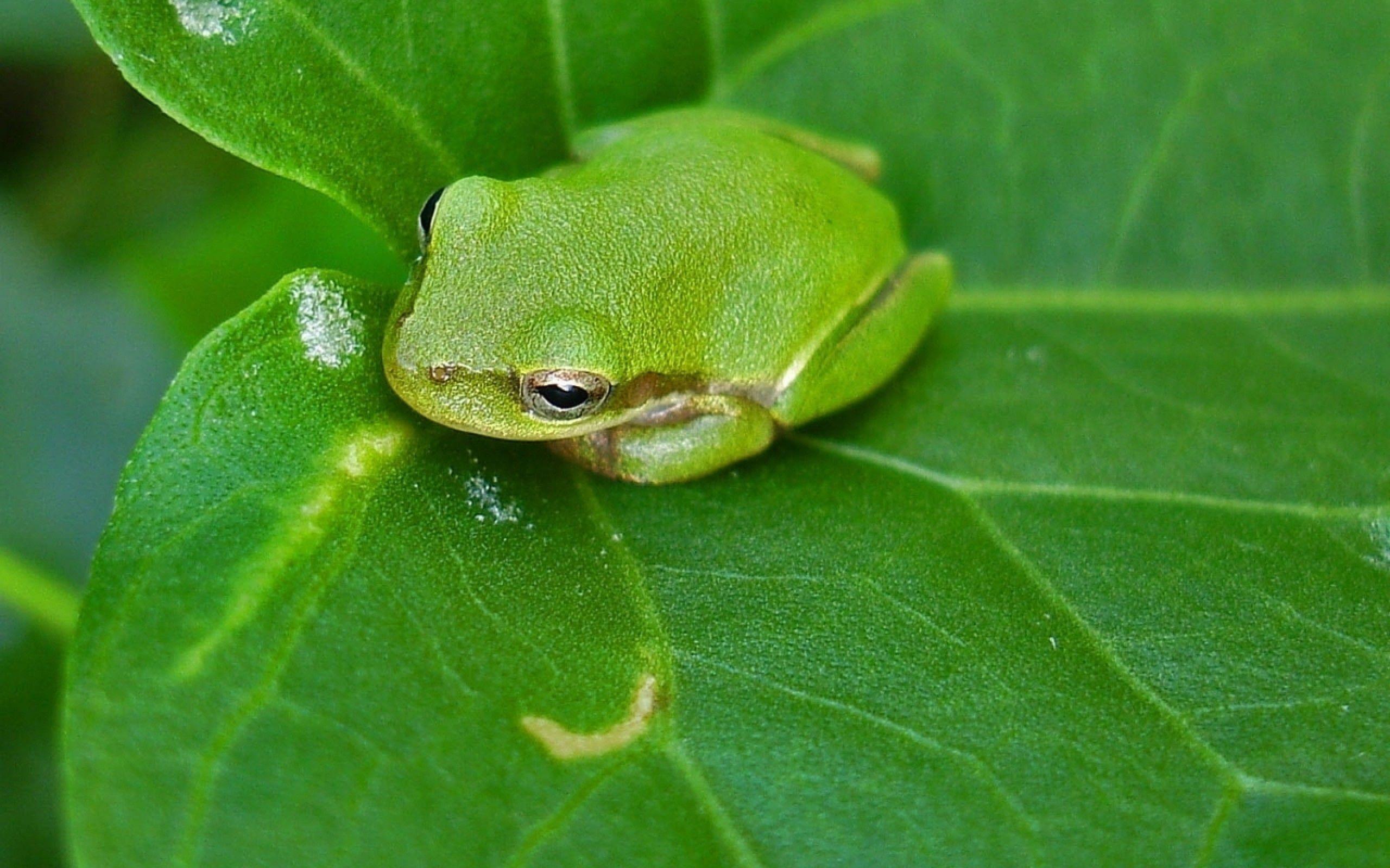 Frog Backgrounds Wallpaper Cave