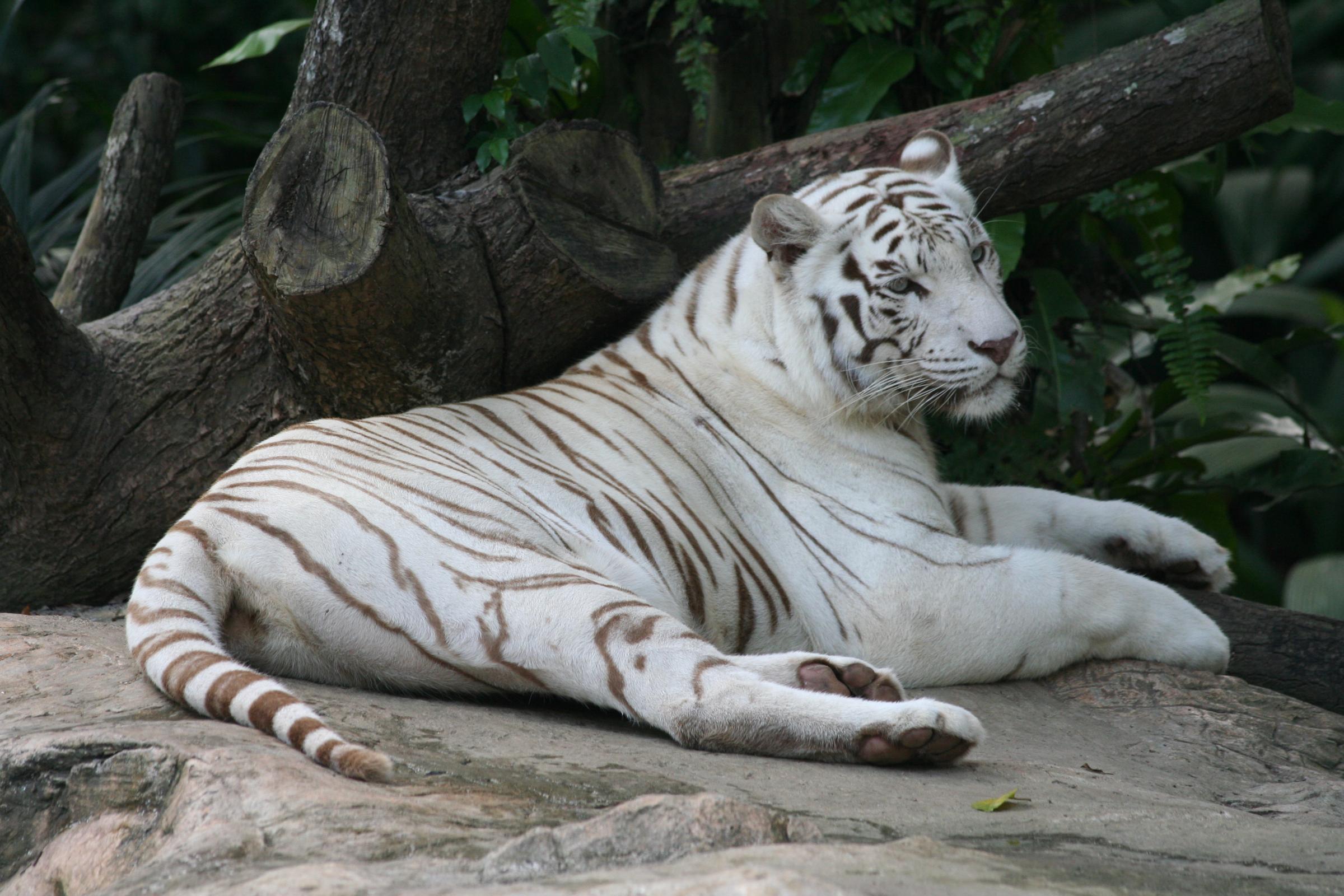 White Tiger Desktop Wallpapers Wallpaper Cave