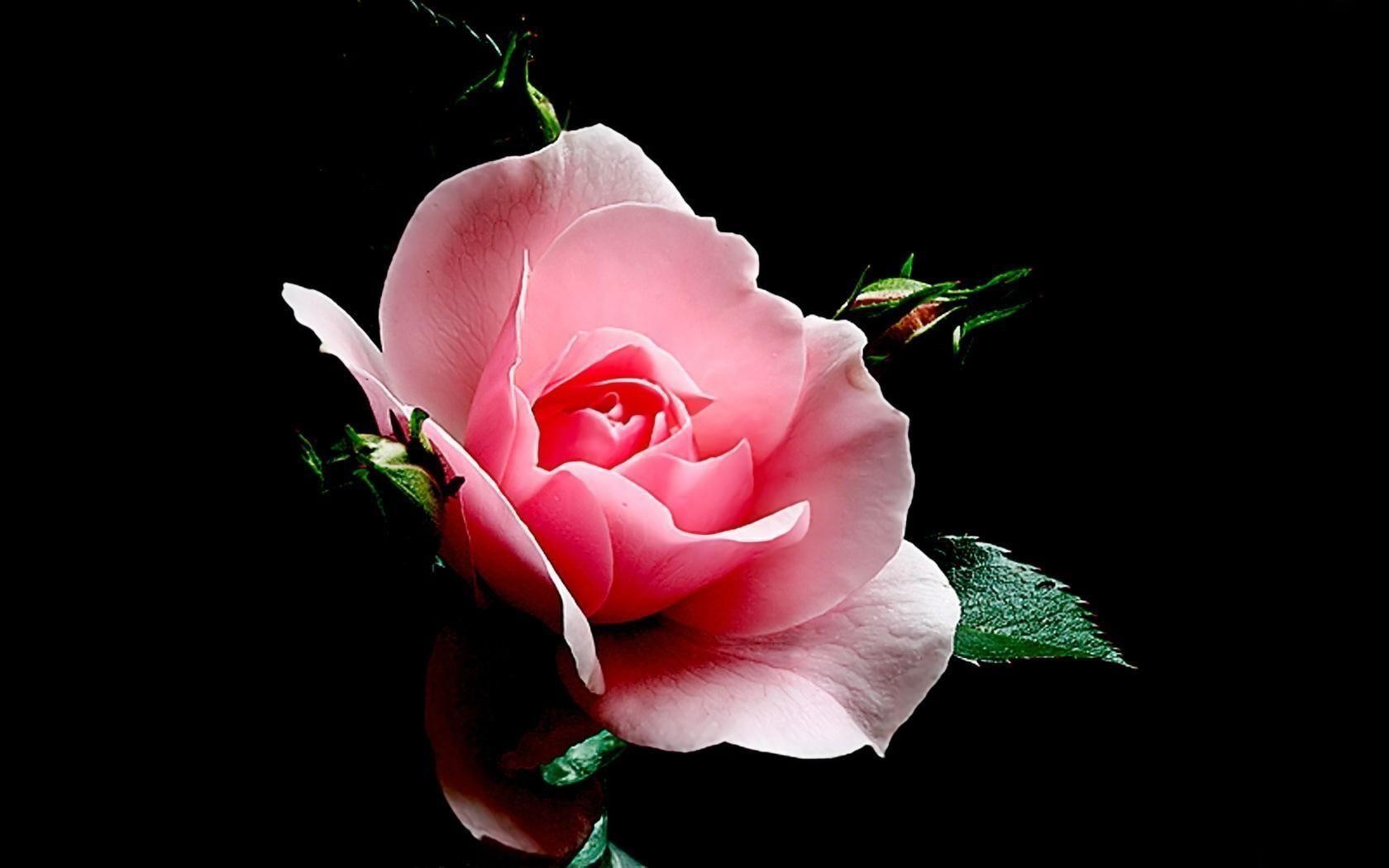 Rose Black Backgrounds Wallpaper Cave