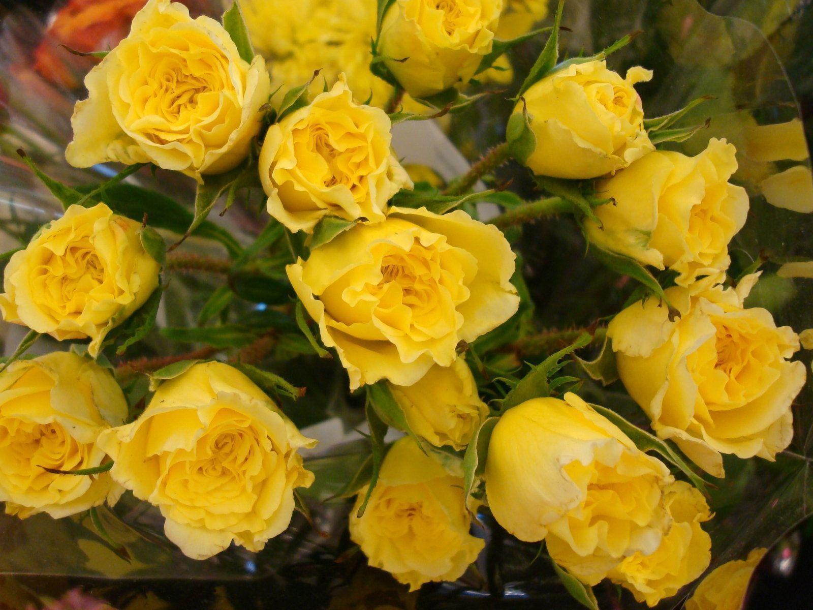 Wallpapers Yellow Rose Wallpaper Cave