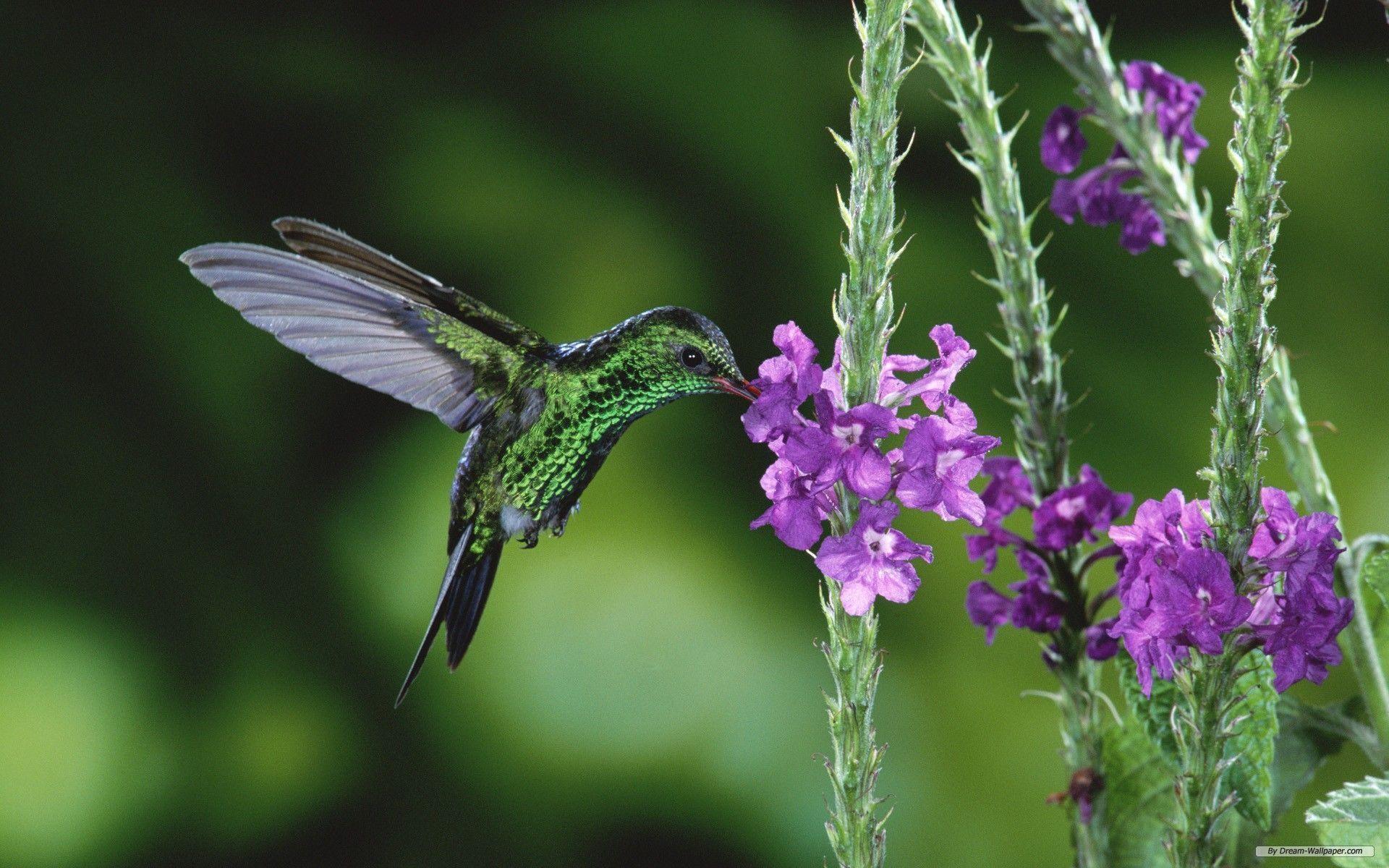 Free Hummingbird Wallpapers Wallpaper Cave